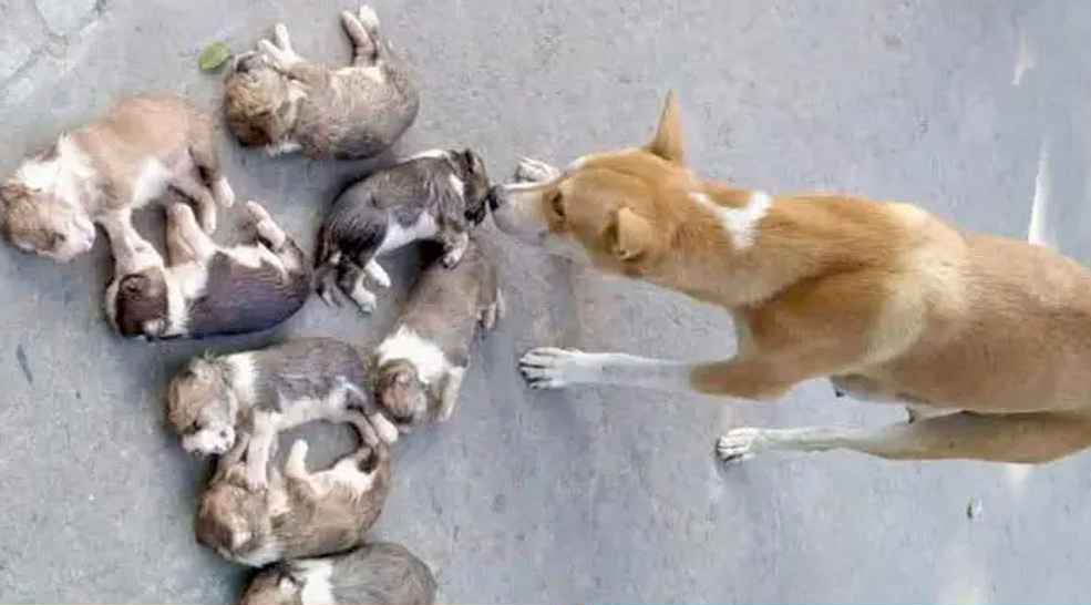 ৮ কুকুর ছানাকে বস্তাবন্দি করে পুকুরে ডুবিয়ে হত্যা